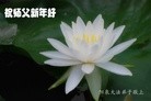 Published on 2/14/2010 ֹ,󷨵ӹףʦ֣210أ - ִ - minghui.org