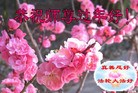 Published on 2/14/2010 ֹ,½ϵ󷨵ӹףʦ֣210أ - ִ - minghui.org
