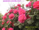 Published on 2/15/2010 ֹ,½ũ󷨵лʦM - ִ - minghui.org