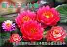Published on 1/1/2012 ֹ,ǷѺĴ󷨵ӹףʦԪ - ִ
