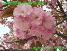 Published on 1/1/2012 ֹ,½󷨵ӹףʦԪ֣ˣ - ִ
