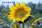 Published on 1/1/2012 ֹ,ϵͳ󷨵ӹףʦԪ - ִ
