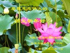 法轮功,华南地区大法弟子恭祝师尊新年快乐（329地） - 法轮大法明慧网
