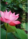 Published on 2/4/2011 ֹ,½󷨵ӹףʦ֣ʮ160أ - ִ
