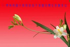 ֹ,󷨵ʺʦã160 - ִ
