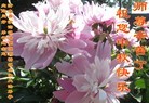 Published on 9/12/2011 法轮功,大陆大法弟子恭祝师尊中秋快乐（137条） - 法轮大法明慧网
