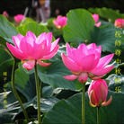 Published on 9/12/2011 法轮功,大陆大法弟子恭祝师尊中秋快乐（137条） - 法轮大法明慧网
