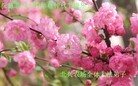 Published on 9/12/2011 法轮功,大陆大法弟子恭祝师尊中秋快乐（137条） - 法轮大法明慧网
