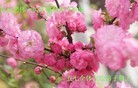 Published on 9/12/2011 法轮功,大陆大法弟子恭祝师尊中秋快乐（137条） - 法轮大法明慧网
