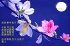 Published on 9/12/2011 法轮功,大陆大法弟子恭祝师尊中秋快乐（133条） - 法轮大法明慧网
