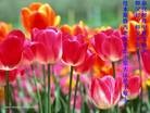 Published on 9/12/2011 法轮功,大陆大法弟子恭祝师尊中秋快乐（133条） - 法轮大法明慧网
