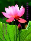 Published on 9/12/2011 法轮功,大陆大法弟子恭祝师尊中秋快乐（133条） - 法轮大法明慧网
