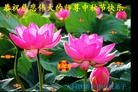 Published on 9/12/2011 法轮功,大陆各行业大法弟子恭祝师尊中秋快乐 - 法轮大法明慧网
