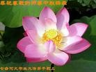 Published on 9/12/2011 法轮功,大陆大法弟子恭祝师尊中秋快乐（121条） - 法轮大法明慧网
