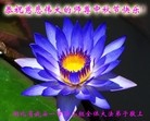 法轮功,西北地区大法弟子恭祝师尊中秋快乐（60条） - 法轮大法明慧网
