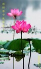 Published on 9/12/2011 法轮功,大陆大法弟子恭祝师尊中秋快乐（121条） - 法轮大法明慧网
