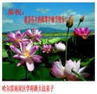 Published on 9/12/2011 法轮功,大陆大法弟子恭祝师尊中秋快乐（104条） - 法轮大法明慧网

