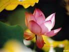 Published on 9/12/2011 法轮功,大陆大法弟子恭祝师尊中秋快乐（104条） - 法轮大法明慧网

