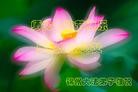 Published on 9/12/2011 法轮功,大陆大法弟子恭祝师尊中秋快乐（104条） - 法轮大法明慧网
