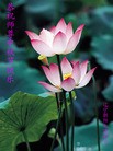 Published on 9/12/2011 法轮功,大陆大法弟子恭祝师尊中秋快乐（104条） - 法轮大法明慧网
