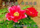 Published on 1/23/2012 ֹ,ӡ˾ŵĴ󷨵Ӹʦ - ִ
