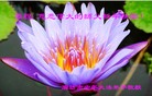 Published on 1/22/2012 ֹ,½󷨵ӹףʦã156 - ִ
