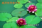 Published on 1/23/2012 ֹ,½󷨵ӹףʦã95 - ִ
