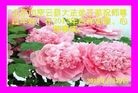 Published on 1/24/2012 ֹ,½󷨵ӹףʦã132 - ִ
