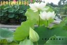 Published on 1/24/2012 ֹ,½󷨵ӹףʦ֣196 - ִ
