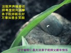 Published on 1/1/2013 ֹ,½󷨵ӹףʦԪ֣163
