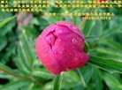Published on 1/1/2013 ֹ,½󷨵ӹףʦԪ֣142
