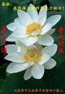 Published on 1/1/2013 ֹ,½󷨵ӹףʦԪ֣99
