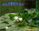 Published on 1/1/2013 ֹ,½󷨵ӹףʦԪ֣142
