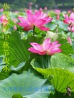 Published on 9/30/2012 ֹ,½󷨵ʺʦã108
