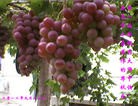 Published on 9/30/2012 ֹ,½󷨵ʺʦã85
