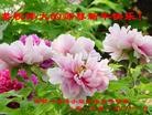 ֹ,ӱ󷨵ӹףʦã25
