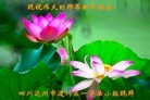法轮功,四川大法弟子恭祝师尊新年好(24条)
