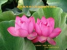 Published on 2/11/2013 ֹ,½󷨵ӹףʦã25
