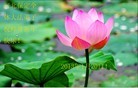 法轮功,保定大法弟子恭祝师尊新年好（12条）

