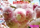 法轮功,云南大法弟子恭祝师尊元旦快乐(27条)

