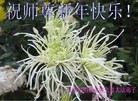 法轮功,云南大法弟子恭祝师尊元旦快乐(27条)
