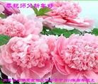 法轮功,内蒙古大法弟子恭祝师尊元旦快乐(23条)
