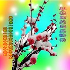 法轮功,秦皇岛大法弟子恭祝师尊元旦快乐(25条)
