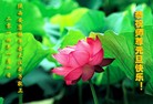 法轮功,西安大法弟子恭祝师尊元旦快乐(25条)
