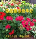 法轮功,吉林市大法弟子恭祝师尊元旦快乐(21条)
