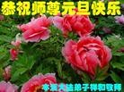 ֹ,Ϫ󷨵ӹףʦԪ(15)
