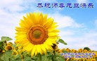 法轮功,潍坊大法弟子恭祝师尊元旦快乐(32条)
