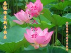 法轮功,北京大法弟子恭祝师尊元旦快乐(25条)
