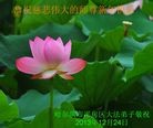 法轮功,哈尔滨大法弟子恭祝师尊元旦快乐(27条)
