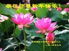 法轮功,潍坊大法弟子恭祝师尊元旦快乐(24条)
